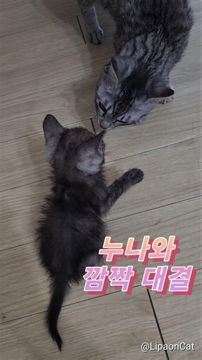 오레오의 반칙 선언! 누나와 대결 (Oreo Calls a Foul! Battle with Big Sister Cat)