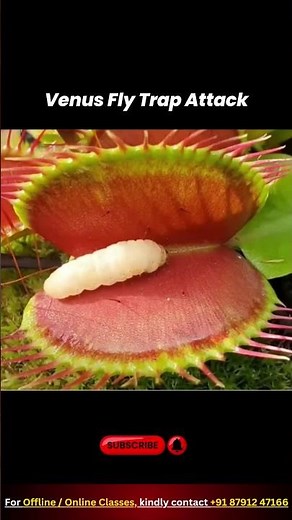 🪰 Venus Fly Trap in Action: Nature’s Fierce Predator! #carnivorousplants #nature #plantscience