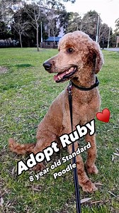 54 reactions · 4 comments | Ruby the Standard Poodle has had a bit of a journey to get to adoption, arriving in a bit of a state, she has chronically untreated ear infections that took months of vet visits, antibiotics and dermatology consults to rectify but we got there in the end, thanks to her dedicated carers. ♥️ Ruby is 8 years old and kind of a dream dog, we’re sure she’s going to be snapped up so don’t delay in getting your applications in  | Maggie's Rescue | Facebook