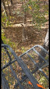 783K views · 11K reactions | Hanging a stand, took a break for a few minutes and this guy showed up, I guess it’s the right place just the wrong time. #Deer #whitetail #deerhunting #hunting #bigbuck #kentuckytrophydeer #Kentucky #KTD | Kentucky Trophy Deer LLC. | Facebook