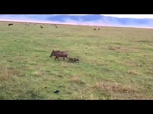 Mama warthog defending her three babies from a hyena attack