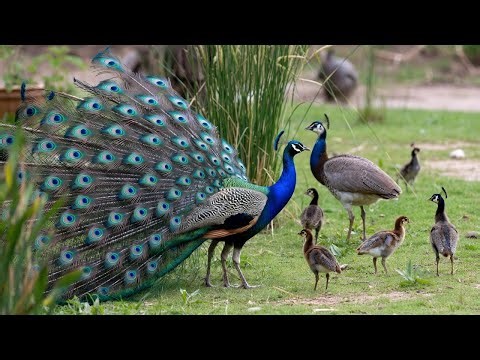 Epic Peacock Behaviors Captured in 4K HDR 60 FPS