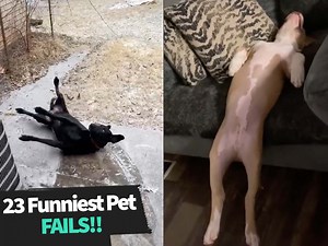 Funniest clumsy pet moments caught on camera! 😅 😂 | Animal Antics