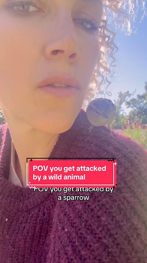Watch this terrifying surprise attack by my rescue sparrow 🦅 I am shook! #sparrow #birdattack #rescuebird #animals #animalsoftiktok #fyp #fypシ #fup #jacksparrow