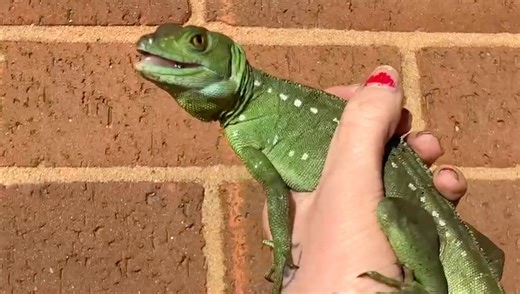 4.1K views · 75 reactions | Only 1 Adult Female Green Basilisk remaining now 年 A Lovely species of arboreal lizard native to Central America. Also known as the Plumed Basilisk & Jesus Christ Lizard (the latter due to it's ability to run on water on its two back legs when it feels threatend). #greenbasilisk #plumedbasilisk #jesuschristlizard #basiliscusplumifrons #Basilisk #basilisk #basilisks #lizard #lizards #lizardsofinstagram #lizardlife #reptile #reptiles | Exeter Exotics | Facebook