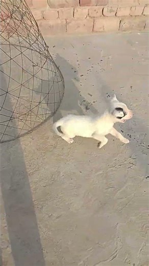 Leo escaped the cage👏