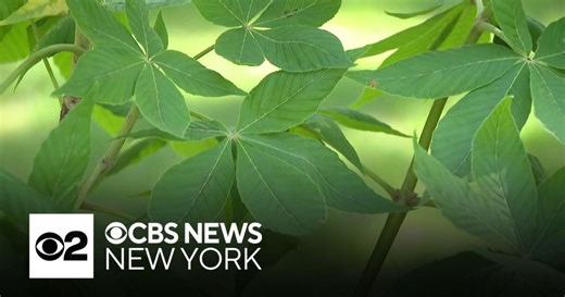Anne Frank tree spreading its roots of hope on Staten Island