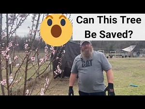 Don't Make This BIG MISTAKE When Pruning Peach Trees