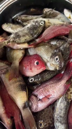 Assorted fish ☺️#trending #seafood #likesharesubscribe