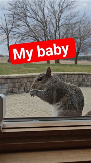 Baby 🐿❤️ #squirrel #squirrels #animals #animallovers #wildlife #petvideos #cute #funnypets #feed #us