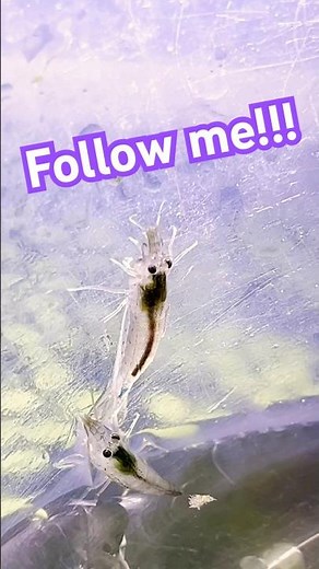 Amano Shrimp Escape In Seconds!