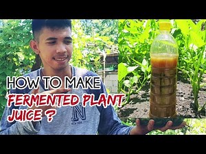 HOW TO MAKE FERMENTED PLANT JUICE TUTORIAL | Vlog 6
