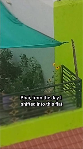 Sunflower seeds toh ni mila| #gardening #terracegarden #plantbuddy #dailyvlog #padosi #neighborhood