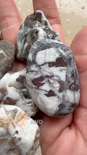 That petrified bone though?! #Agateariel #rocksandminerals #thefinders #minerals | Agate Ariel