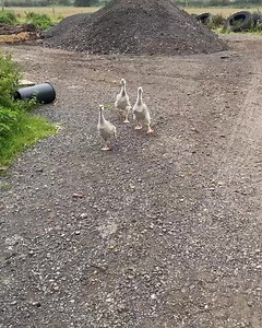 56K views · 3.4K reactions | It’s our morning Tickle, Grin and Chuckle #goslings #goosemorning | Caenhill Countryside Centre | Facebook