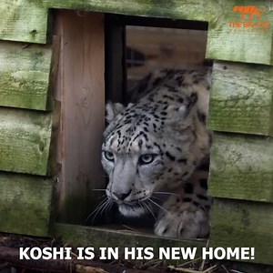 267K views · 11K reactions | 朗 Koshi's FIRST STEPS in his new home! ❤️️ This week we said goodbye to Koshi who has moved to Highland Wildlife Park, Kincraig to become part of the International Breeding Programme for Snow leopards. Watch his first steps in his new enclosure!  We’re extremely excited for him to join his partner at Highland Wildlife Park and we wish him all the best for his new adventure! #snowleopard #highlands #conservation | The Big Cat Sanctuary | Facebook