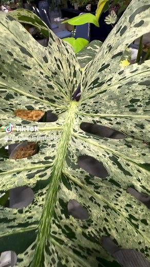 Monstera Deliciosa Bulbasaur Care Guide