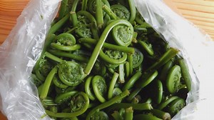 First-ever Fiddlehead Festival