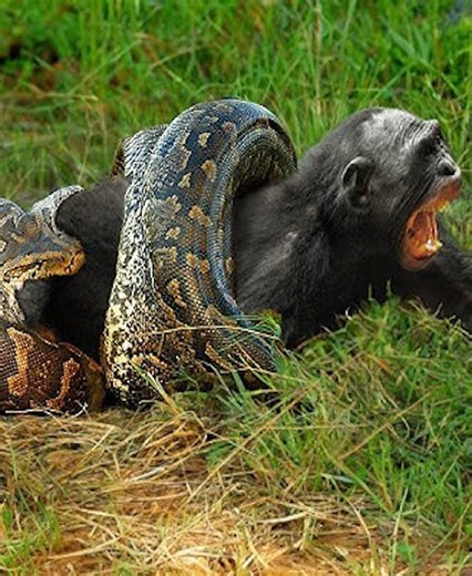 22 Incidents Of Giant Pythons Attacking Their Prey Ferociously, Captured On Camera 🐍vs🦁 | Animals Lover