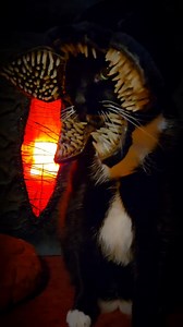 De-meow-gorgon? or Demogorg-nyan? #StrangerThings #horror | Cat Cosplay