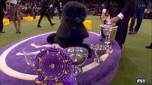 Standard poodle wins best in show at Westminster