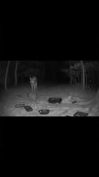 Deer and Raccoons: Funny Food-Sharing Fiasco