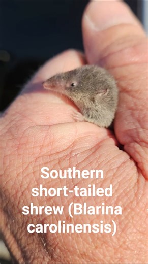 Southern short-tailed shrew (Blarina carolinensis) #florida #shrew #venomous