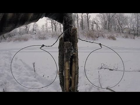 Baited Beaver Snaring Under Ice