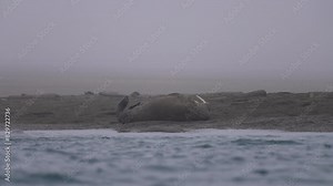 Walrus Lying and Resting on Beach by Arctic Sea Waves, Slow Motion