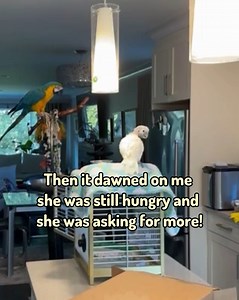 Watch how smart Coco is!! Excerpt from a LIVE stream last night. When Coco says jump, I say "How high?" haha | Lucky Lou and Coco Too