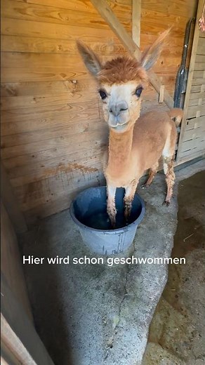 Ein Tag auf dem Bauernhof #bauernhof #alpaka #dersingendebauernhof