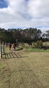 16K views · 664 reactions | Chow time! The mares at the farm got a...