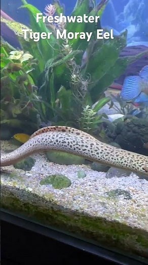 Over 2 feet long 🐍 freshwater tiger moray eel cruising in my aquarium.