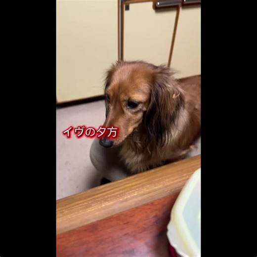 #カニンヘンダックス #教えてないのに #二足立ち