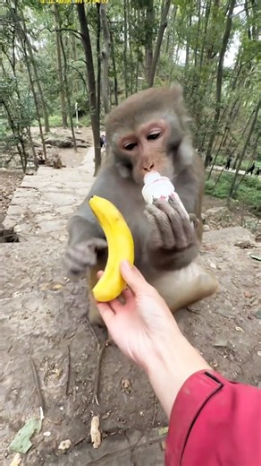😱👌The girl fed the hungry monkey all sorts of things. #trending viral #video