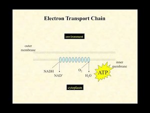 BIO2020 Episode 020: krebs, electron transport system