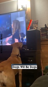 119K views · 858 reactions | Dogs Will Be Dogs | Wrestling News | Facebook