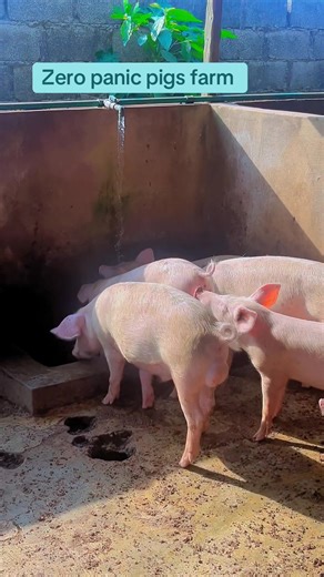 Zero panic pig farm please like and follow us #pigfarming #grower #weaners #pork #creatorsearchinsight