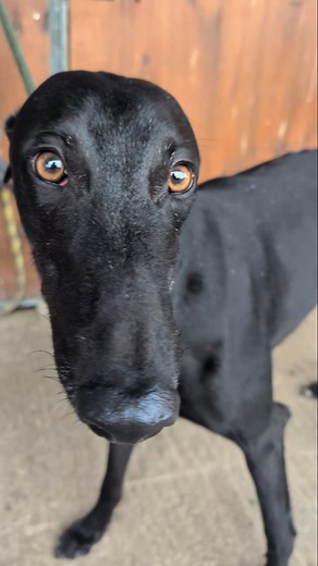 Sound On! You're listening to the official sound of a very happy, treat fueled Greyhound! 🔊 That famous "chitter chatter" means Champ is content and very happy to be receiving his favourite treats after his walk! ​This sweet, retired boy is looking for a cozy home to call his own. He's great with kids and loves to play! 🩵🏡 📞 07876763516 or 07481973515 #GREYS #RetiredGreyhound #TeethChattering #Greyhound #BestBreed #Sighthound #LookingForAHome #ForeverHomeWanted #Champ #BlackDogsRule | GREYS.