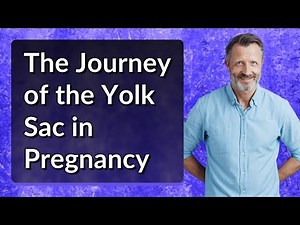 The Journey of the Yolk Sac in Pregnancy