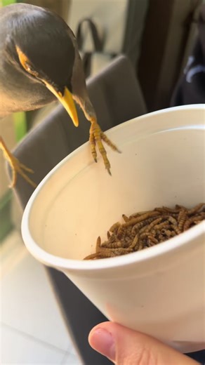 Daily protein dose for this cute stranger bird🤩 #protein #agriworm #mealworms #BirdTreats #Farming #SustainableFeed #AlternativeProtein #FutureOfFeed #insects #wow