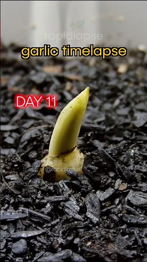275 Days Later… This Happened to a Garlic Clove 🧄