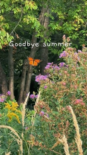 The only thing I’ll miss about summer #summer #monarch #butterfly #toronto