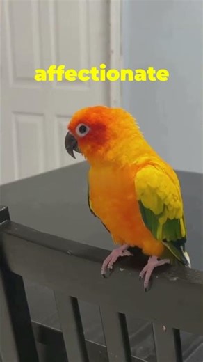 Meet the Sun Conure #sunconure #conureparrot #colorfulbirds #parrotshorts #petbirds #funnybirds