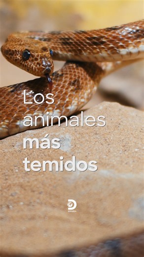 Murciélagos, arañas y tiburones: los protagonistas del miedo 🎃 pero también los guardianes invisibles de tu salud y de la naturaleza 🦇🌍 #OctubreDeMisterios 🕷️ | Discovery en Español