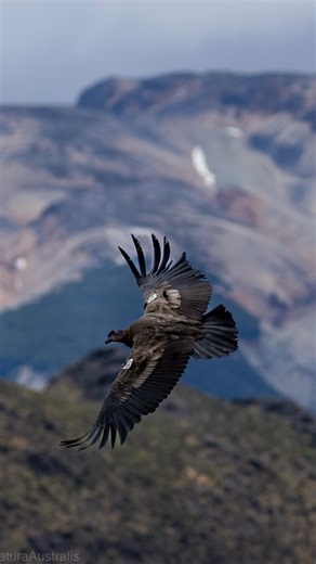 Tompkins Conservation | THREE NEW CONDORS TAKE TO THE SKIES IN PATAGONIA Cheered on by community groups from throughout the region, three once-captive Andean... | Instagram
