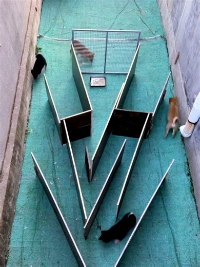 Dog Behavior Changes Explained