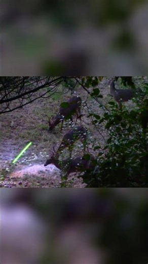 Deer Kill Shots Compilation. #hunting #deer