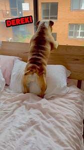 Dissing Derek pt. 3 🐶 #dog #diss #Derek #vo #dub #rufus | Rufus Goodboy