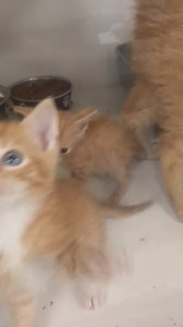 78K views · 7.3K reactions | This is rescue. Each day is so...